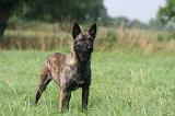 BOUVIER DES ARDENNES 431